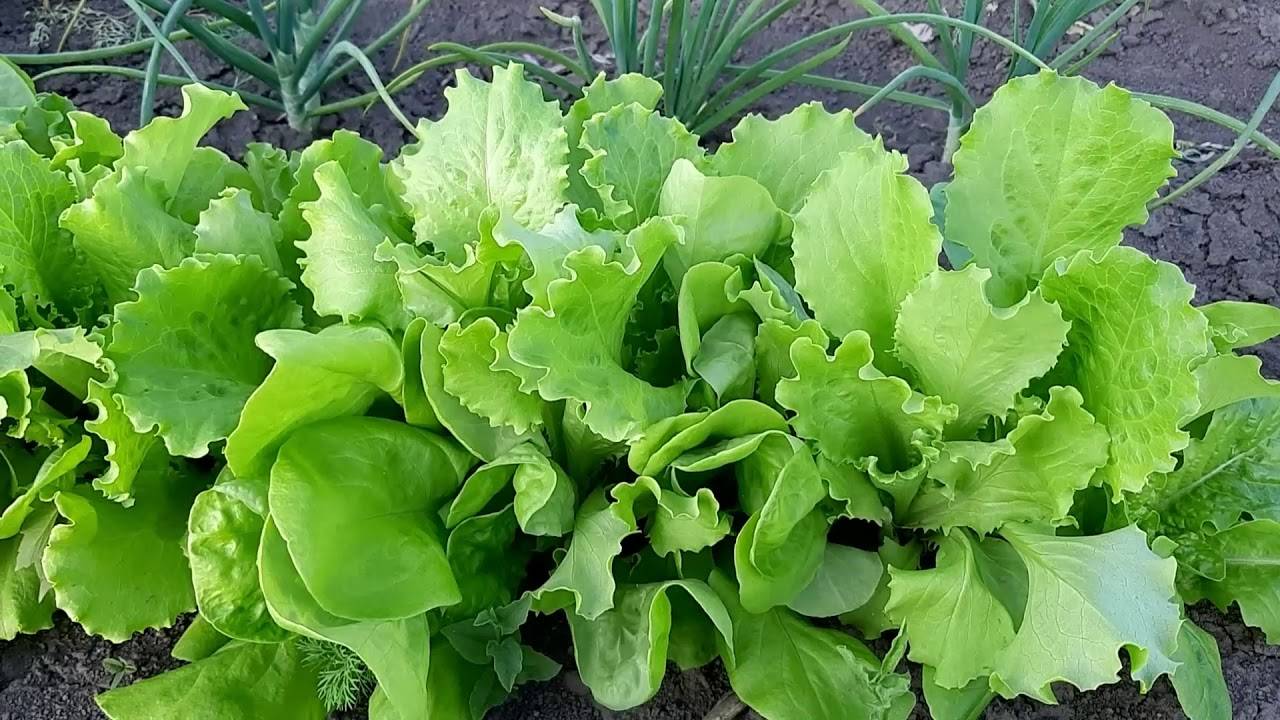 Салат листовой польза и вред для здоровья