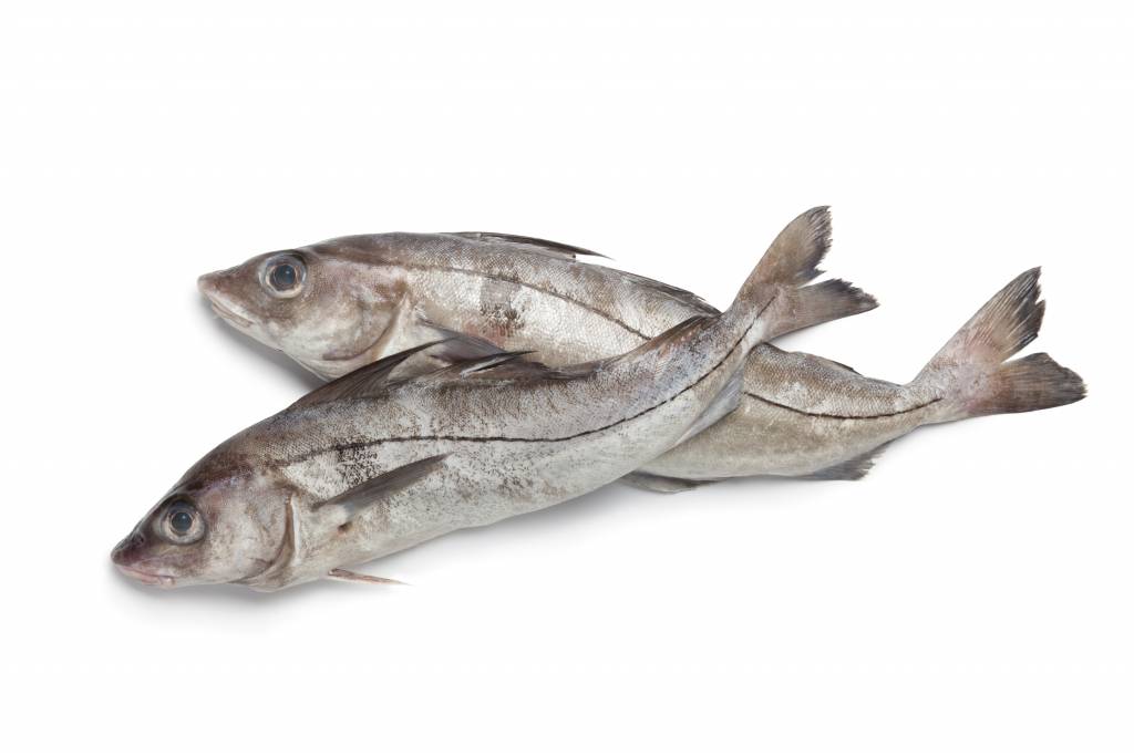 Польза от пикши: как выбирать, готовить и употреблять  рыбу. имеет ли пикша вред, в каких количествах её можно употреблять