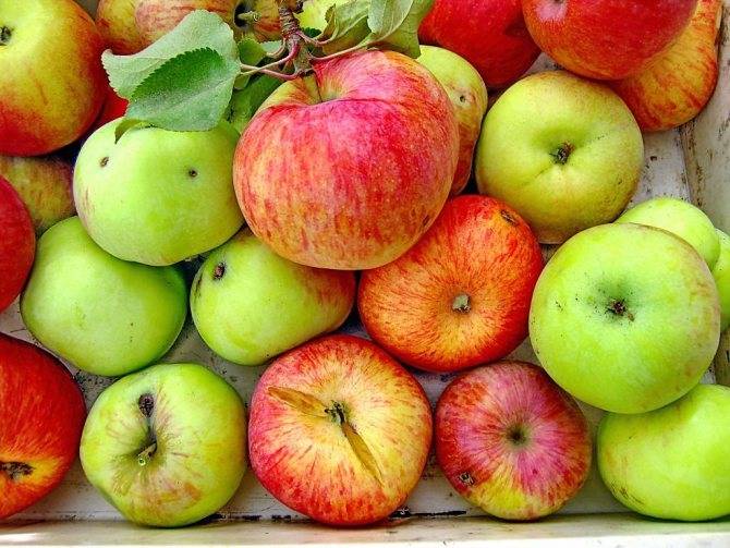Какие яблоки можно кормящей маме на гв