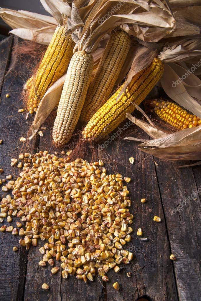 Как и когда убирать кукурузу на зерно и силос?