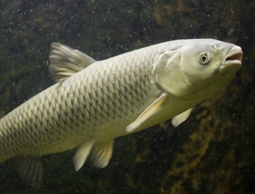Белый амур – рыба: польза и вред, советы по приготовлению