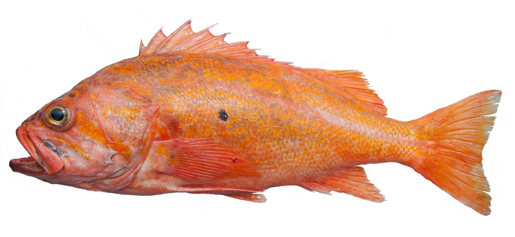 Морской окунь — польза и вред нежирной рыбы. окунь речной польза и вред для организма