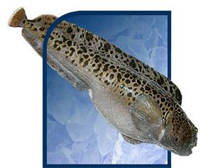Зубатка морская или речная рыба. рыба зубатка: польза и вред для организма человека, применение в лечебных целях и кулинарии