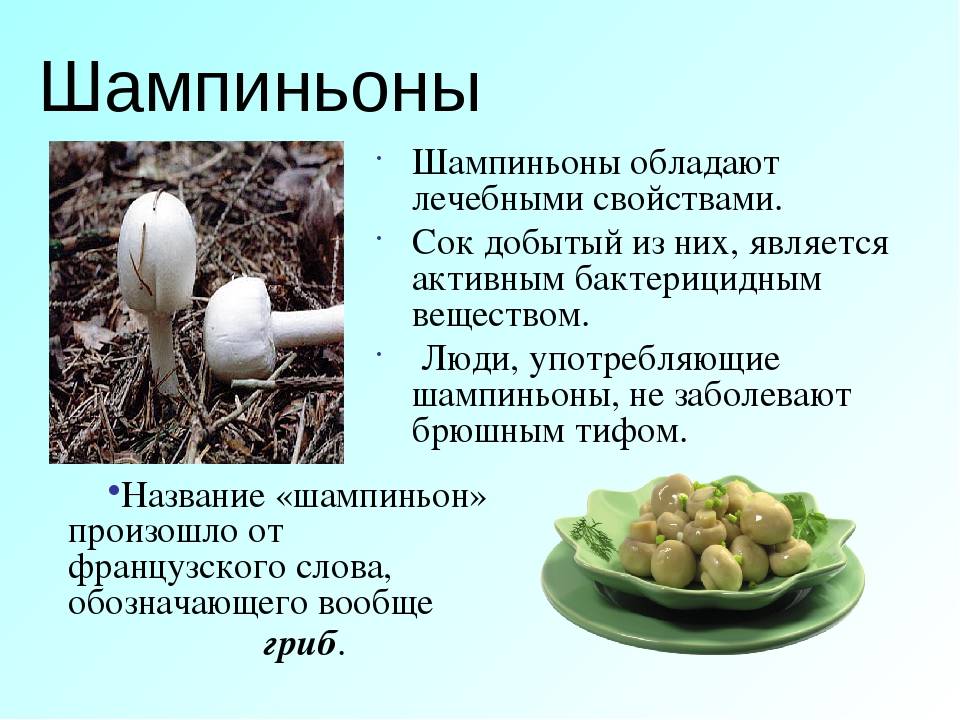 Шампиньоны. польза и вред для организма человека, рецепты, как приготовить грибы