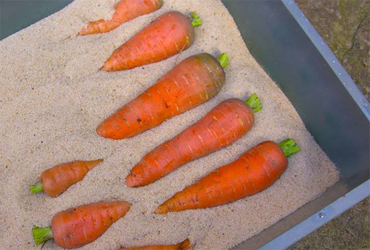 Как правильно засушить морковь дома