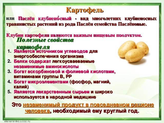 Вареная картошка — польза и вред для здоровья организма