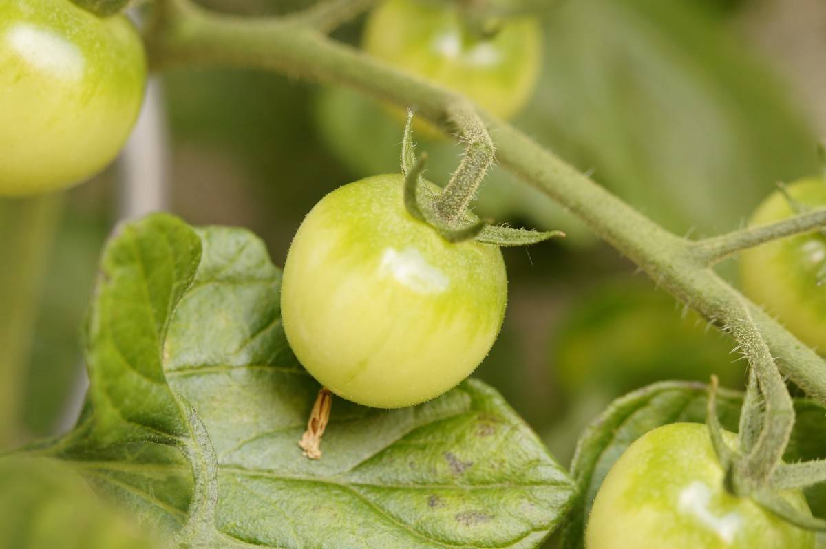 Соленые зеленые помидоры польза и вред
