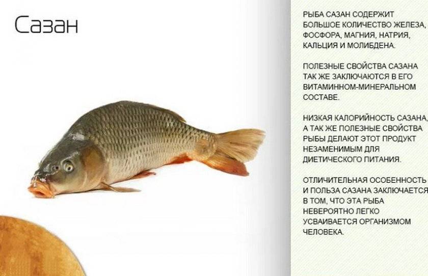 Польза и вред рыбы для здоровья человека: результат анализа более 40 научных исследований