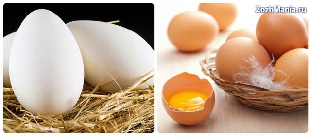 Польза и вред для организма человека от гусиных яиц, рецепт маски
