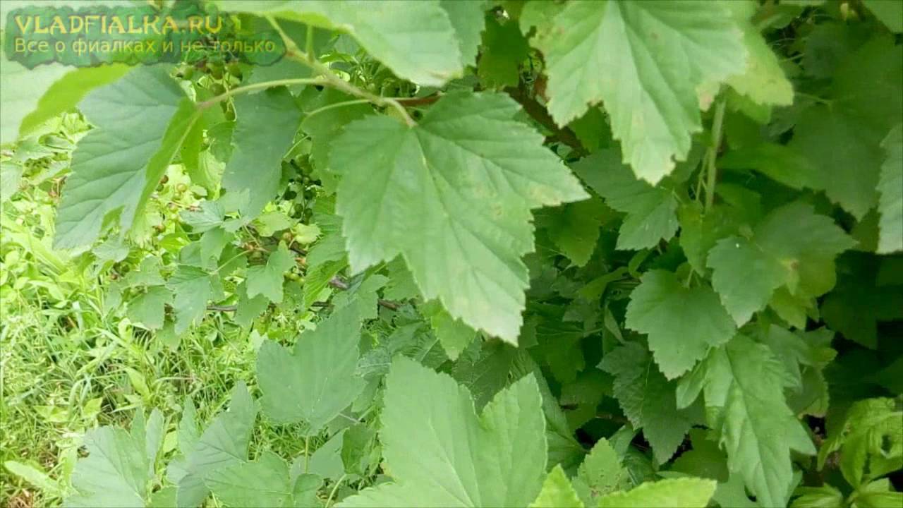 Лечебные свойства листьев черной смородины и противопоказания, польза и вред