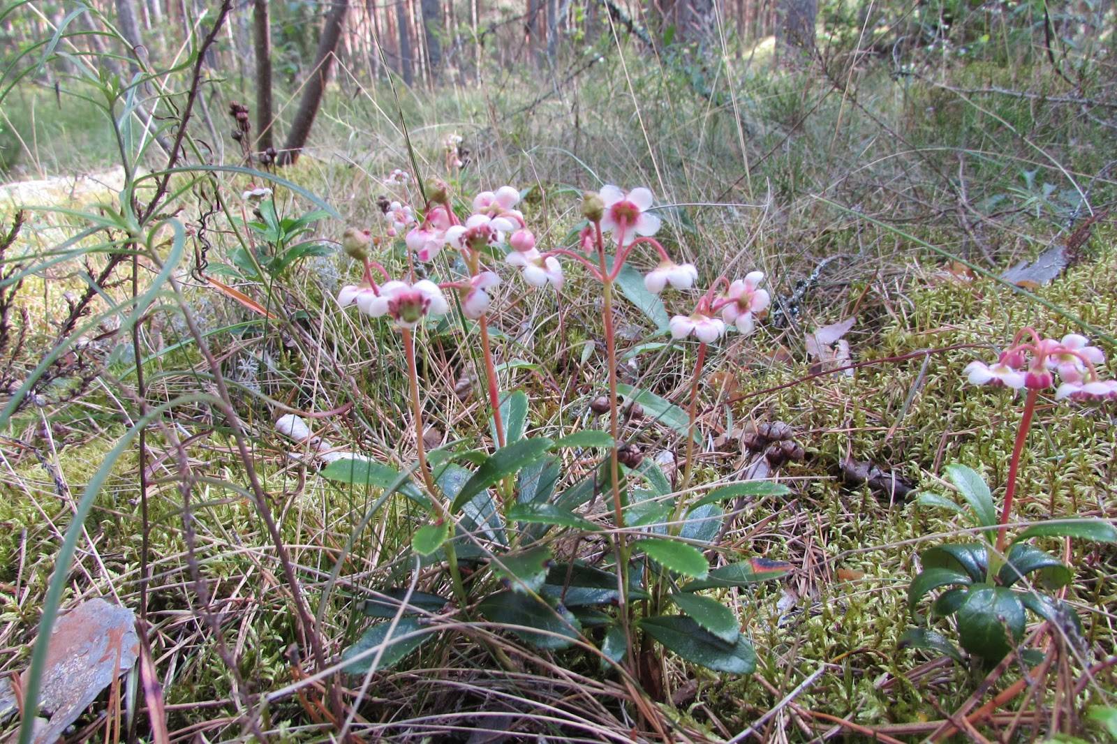 Зимолюбка зонтичная – редкое растение с целебными свойствами