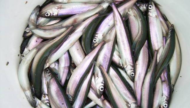Скромная рыбка хамса: польза и вред для организма + способы приготовления