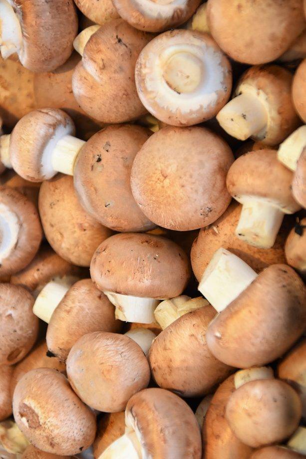 Белые грибы польза и вред для организма