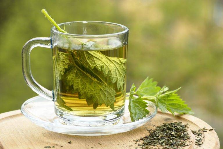 Полезные свойства и вред чая из крапивы