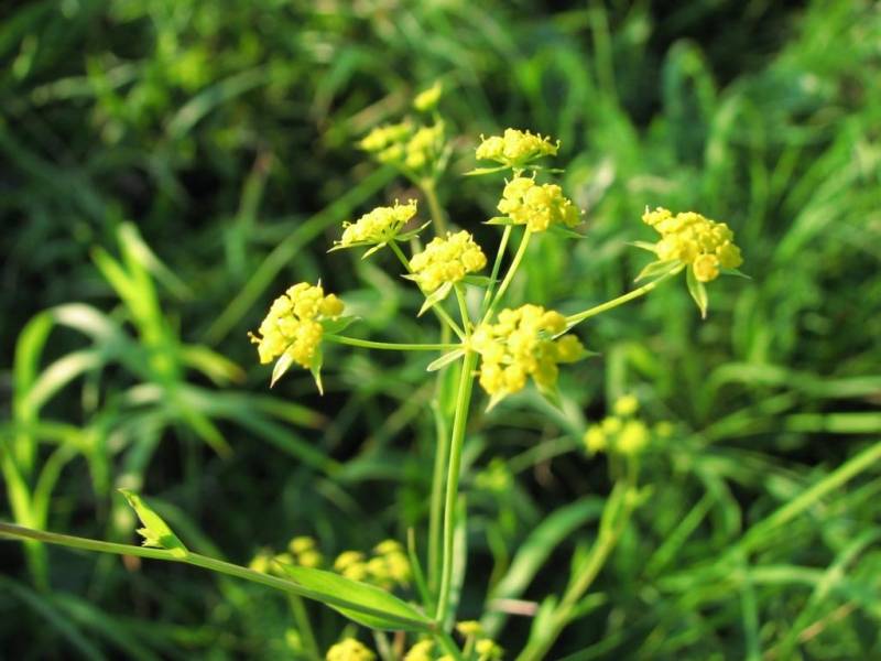 Володушка — цветок жизни: лечебные свойства, применение и противопоказания