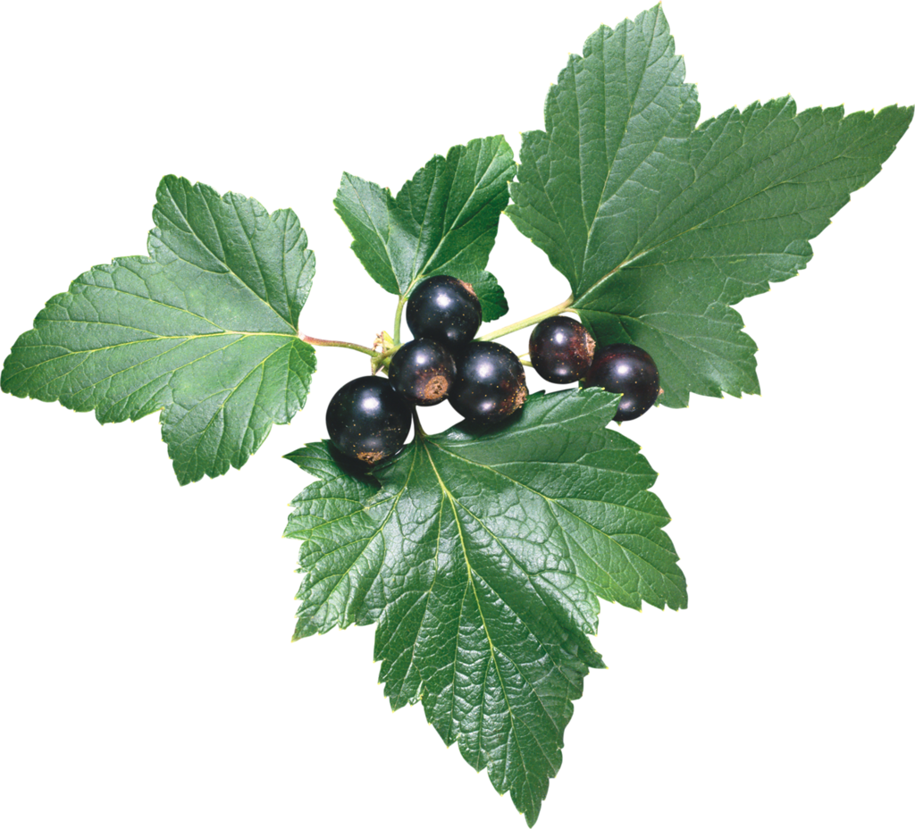 Лечебные свойства листьев черной смородины, противопоказания, польза и вред для организма