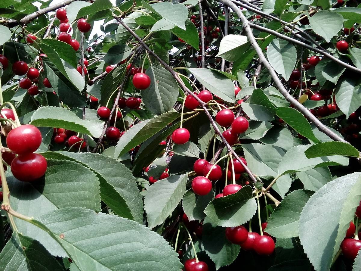Листья вишни: полезные свойства и противопоказания