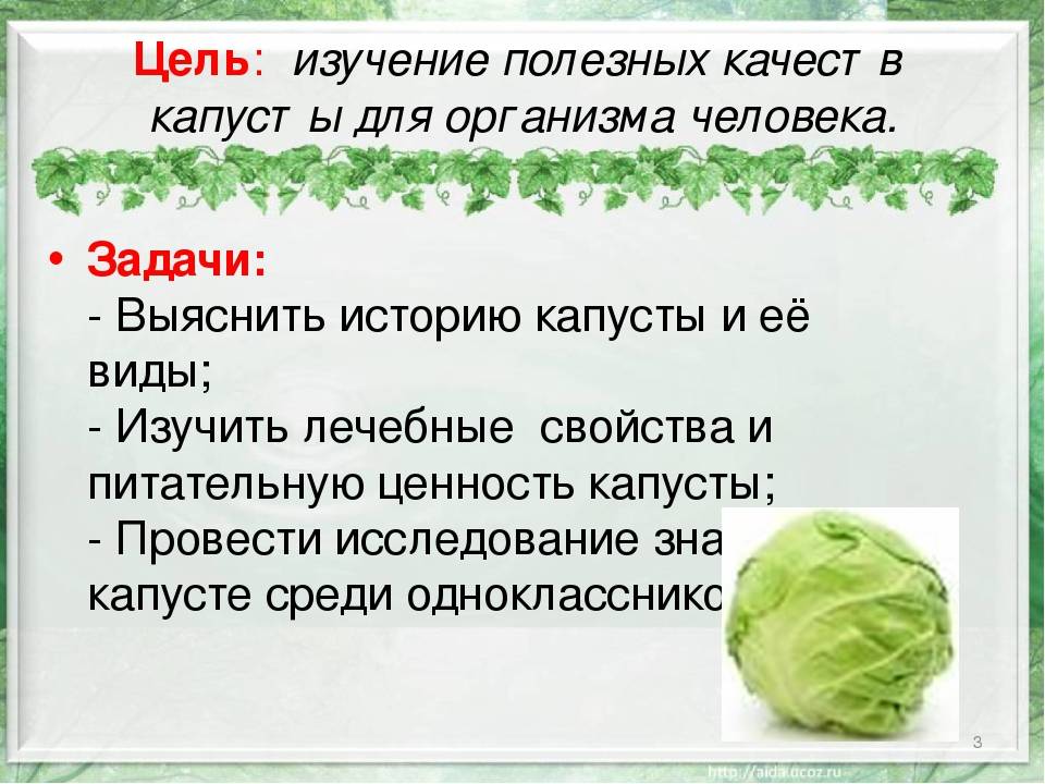 Польза, применение и противопоказания белокочанной капусты