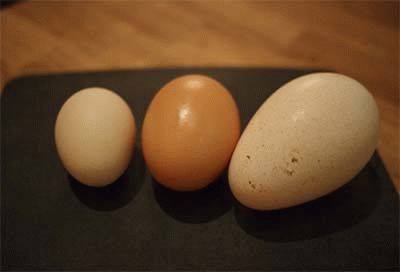 Яйцо индюшки польза и вред