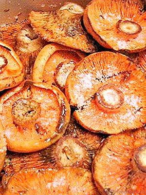 Чем полезны грибы рыжики в сыром, соленом и маринованном виде?
