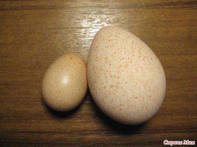 Яйца индейки польза и вред