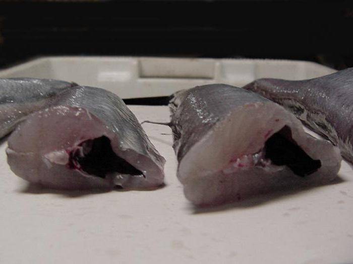 Откуда завезен рыба пеленгас. пленегас — чем полезна эта рыбка? оригинальный рецепт приготовления. история появления в южных морях