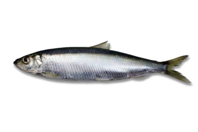 Салака (рыба): польза и вред