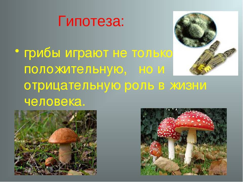 Наркотические грибы