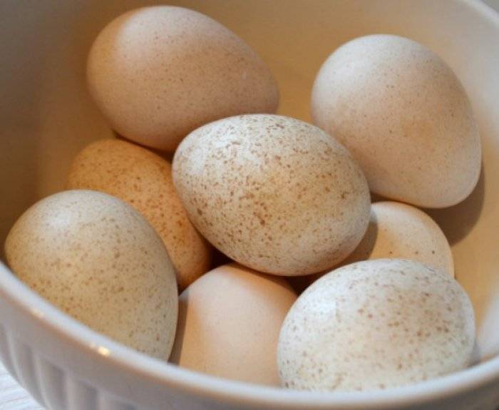 Индюшачьи яйца польза и вред для женщин