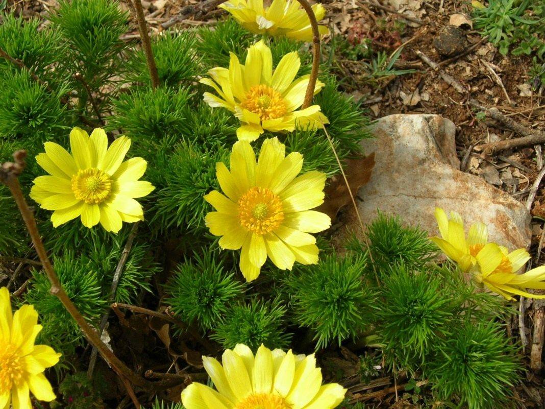Адонис весенний (горицвет) — применение в официальной и народной медицине