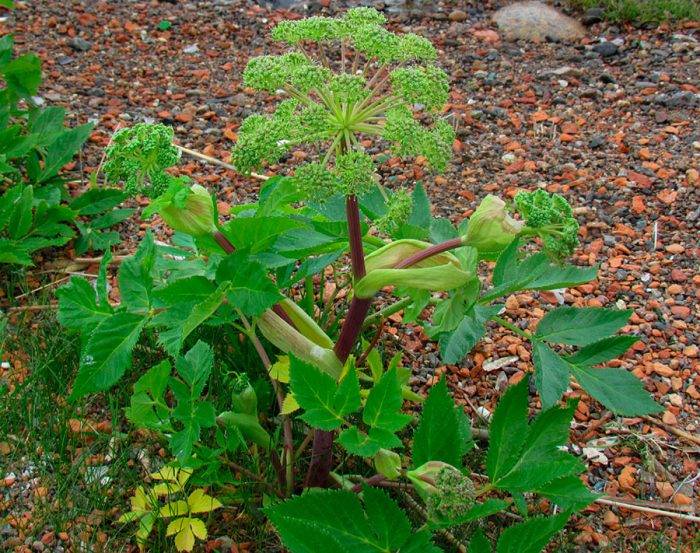 Дягиль лекарственный – лечебные свойства и противопоказания корней, травы дудника