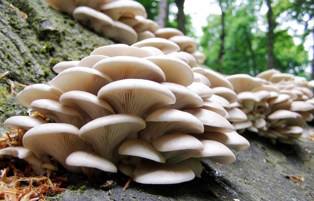 Вешенки — какая польза и вред? из чего состоят грибы?