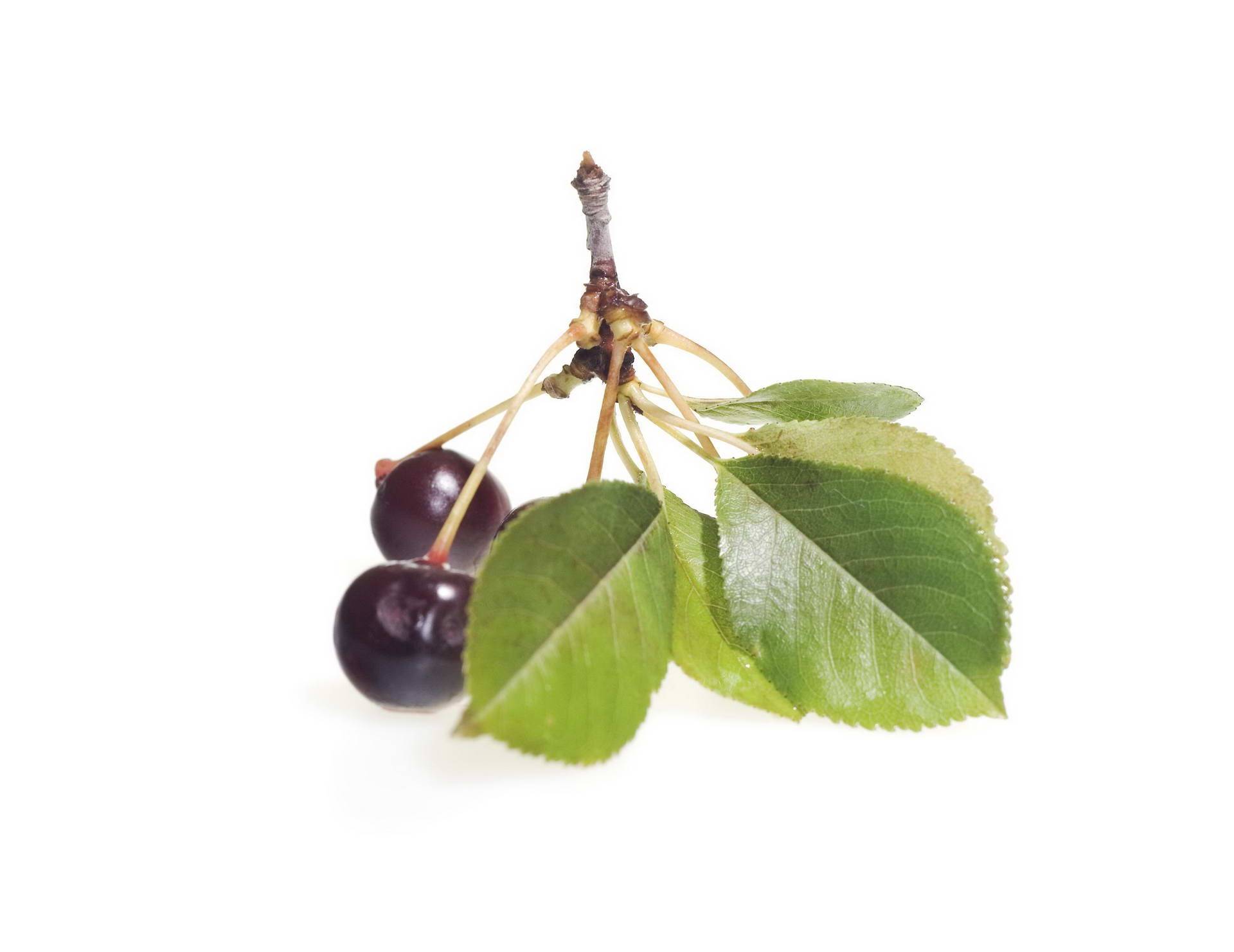 Листья вишни полезные свойства и противопоказания