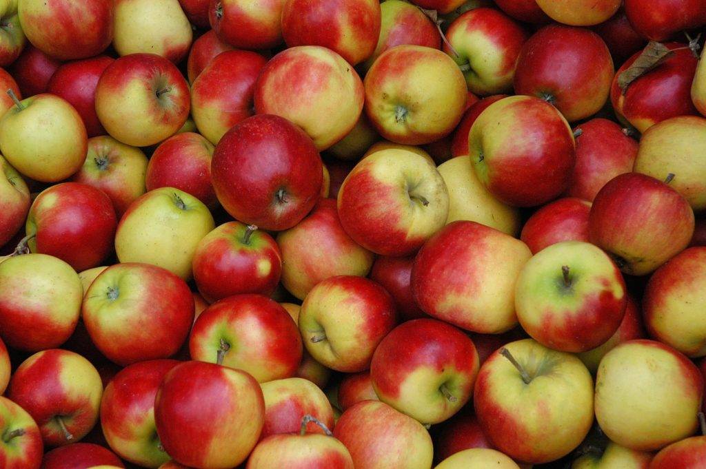Как сделать яблочный сидр в домашних условиях. яблочный сидр — польза и вред для здоровья. соковый без сахара