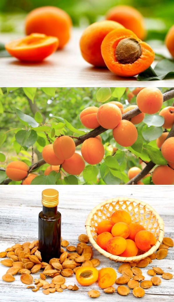 Чем полезны абрикосы — полезные свойства, состав, польза для здоровья и противопоказания к применению. 75 фото абрикос
