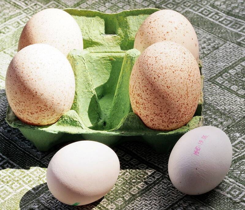 Индюшиные яйца: свойства, хранение и сбор яиц индюшки