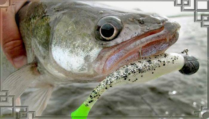 Рыба судак: польза и вред пресноводной чистюли