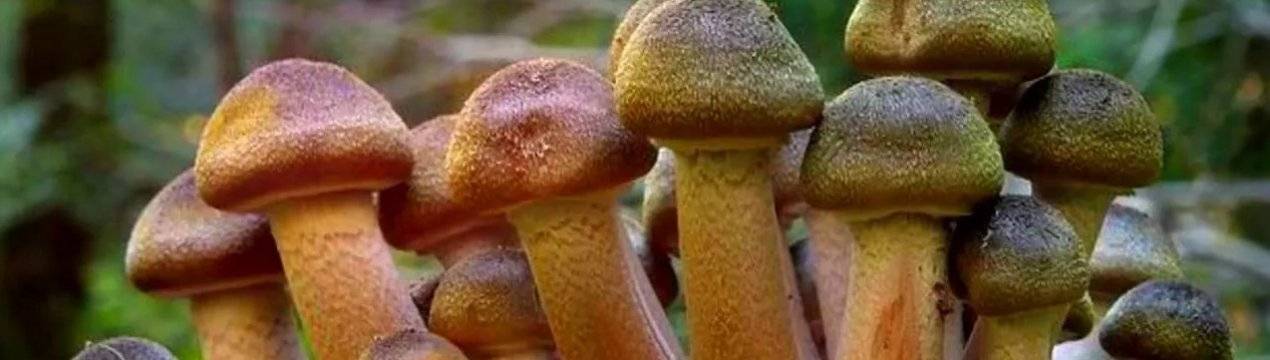 Опята: характеристики, состав и польза вкусных грибов