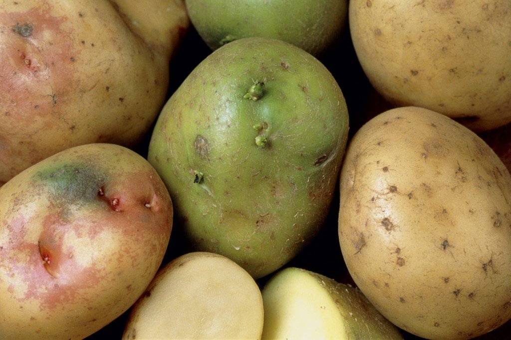 Зеленая картошка: насколько она безопасна для организма