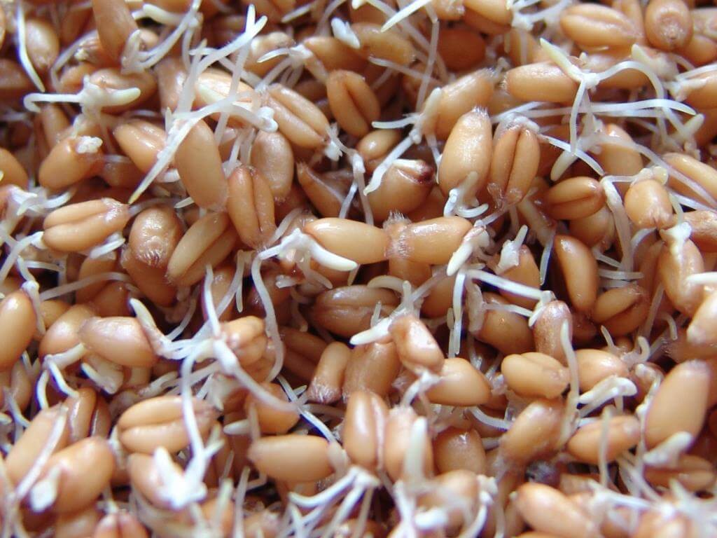 Сколько есть пророщенной пшеницы в день. пророщенная пшеница ― польза и вред, как проращивать и употреблять в домашних условиях? каша из пророщенной пшеницы с сухофруктами