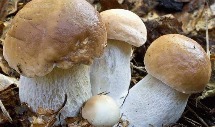 Белый гриб: польза и вред