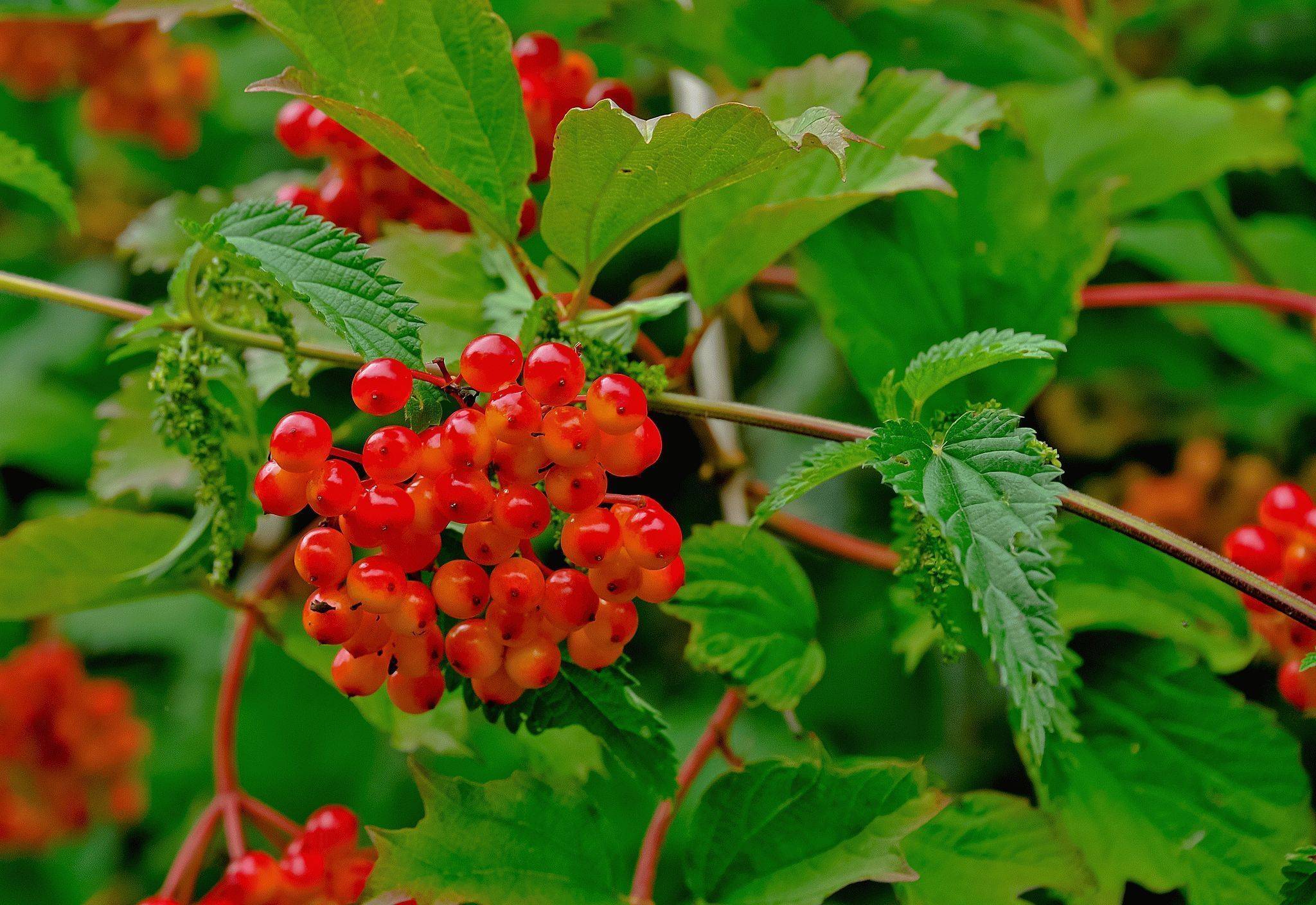 Свойства костяники — описание применения ягод и листьев лекарственного растения (135 фото и видео)