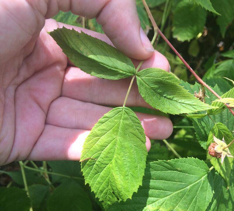 Листья малины – лечебные свойства и противопоказания