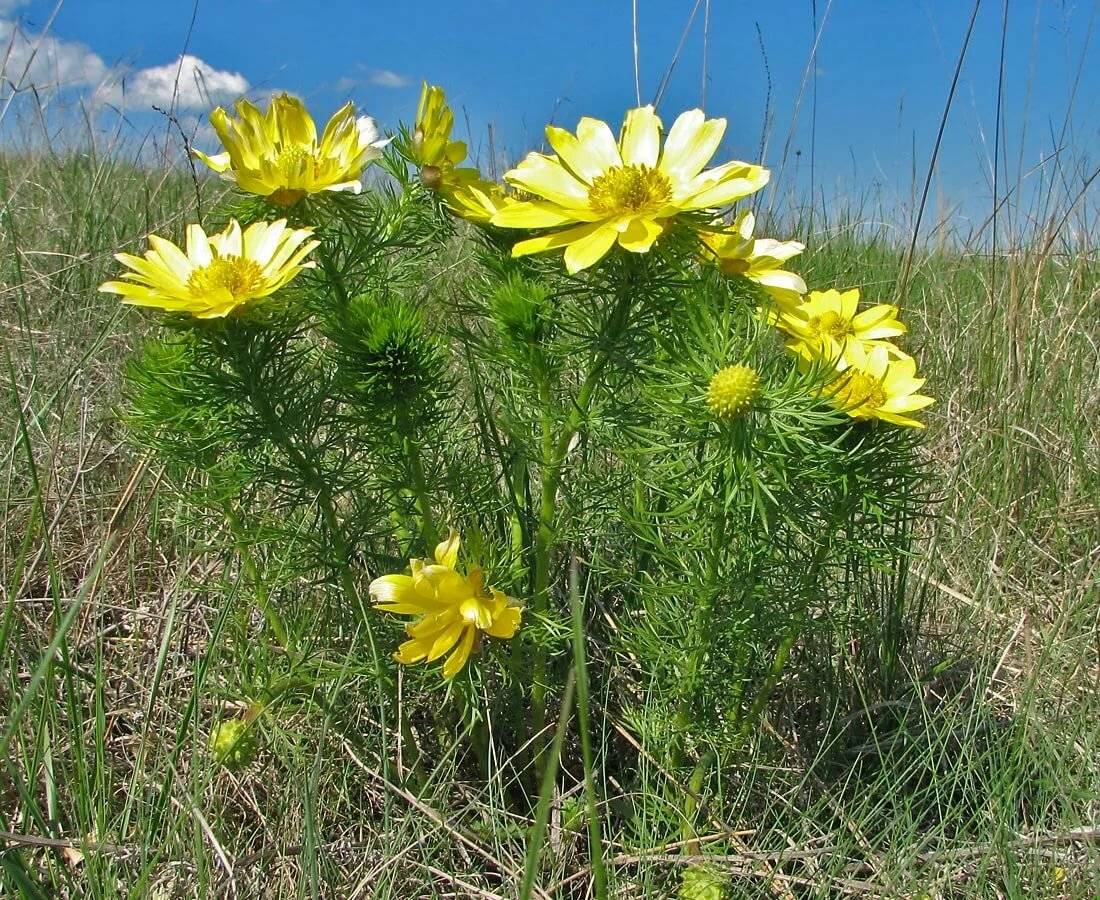 Адонис весенний: описание растения и красивые фотографии цветков