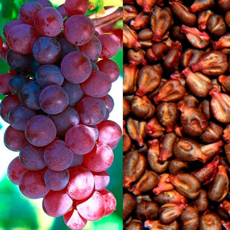 Виноградные косточки польза и вред для здоровья