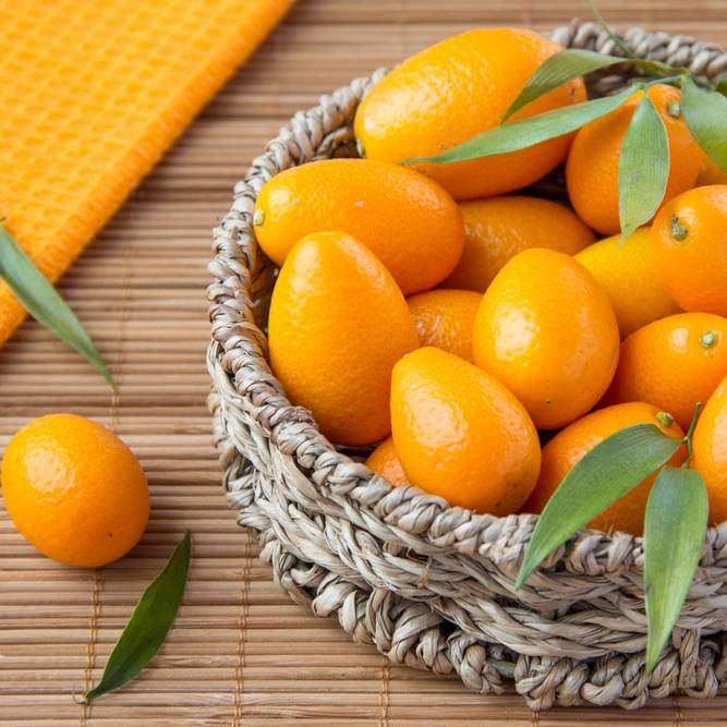 «золотой апельсин» кумкват: его польза для организма человека, возможный вред, нормы и области применения