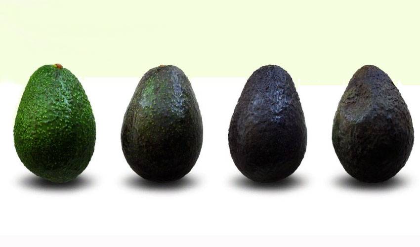 Как правильно выбрать спелый и вкусный авокадо