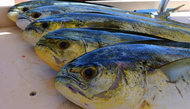 Рыба дорадо: калорийность и бжу, польза и вред для организма, рецепты