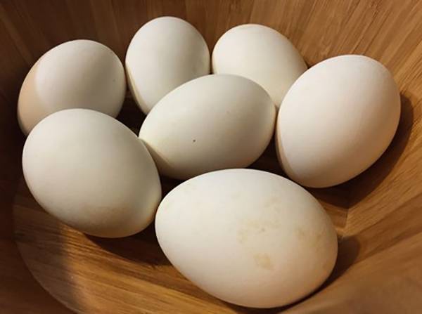 Гусиные яйца: польза и вред для организма