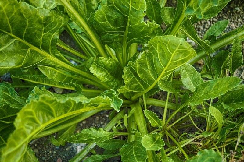 Скромный зеленый лекарь шпинат - польза и вред овоща, способы употребления